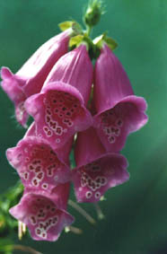 Digitalis purpurea